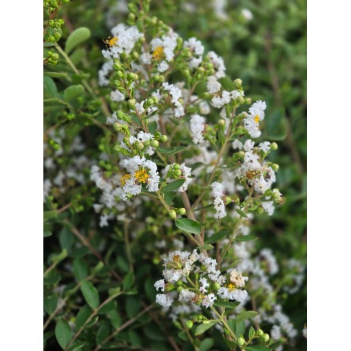 Lilas des Indes 'White' (Sans soleil de midi) (Treillis) C6