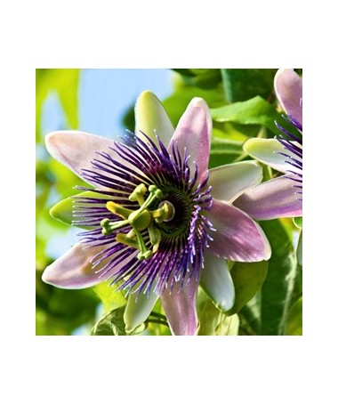 Passiflore (Passiflora) 'Purple Haze'