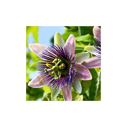 Passiflore (Passiflora) 'Purple Haze'