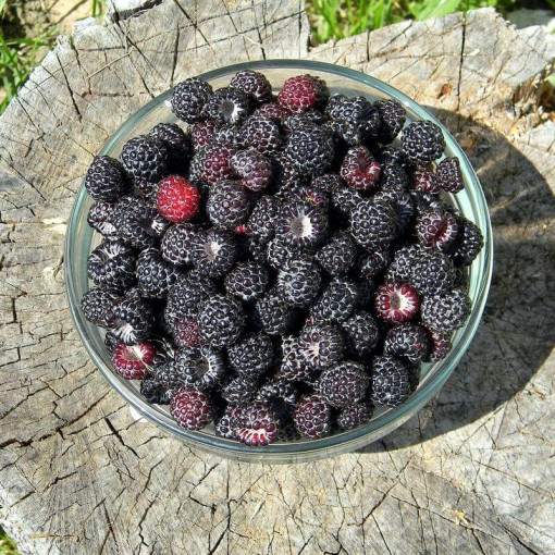 Framboise noire 'Black Jewel' P9/C1