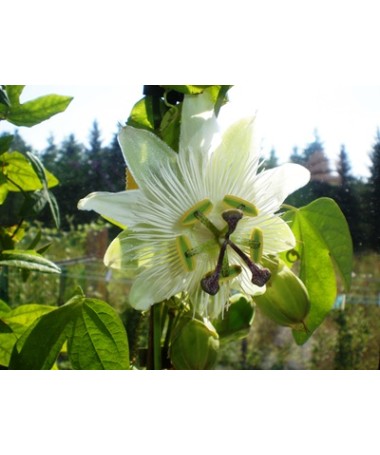 Passiflore (Passiflora) 'Constance Elliott' P9/C1