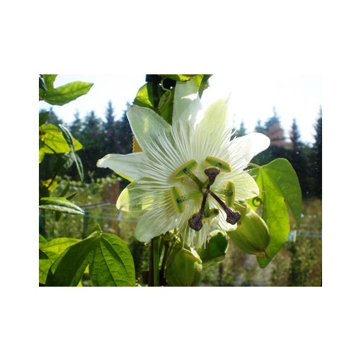 Passiflore (Passiflora) 'Constance Elliott' P9/C1