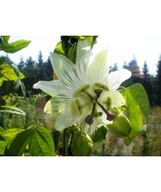 Passiflore (Passiflora) 'Constance Elliott' P9/C1