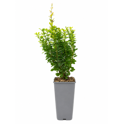 Épine-vinette ‘Powwow’ C2