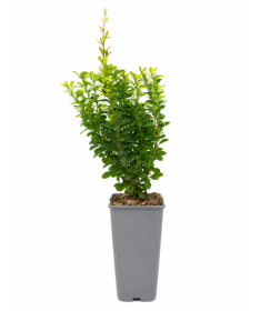 Épine-vinette ‘Powwow’ C2
