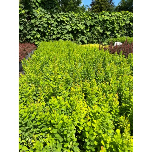Épine-vinette ‘Powwow’ C2