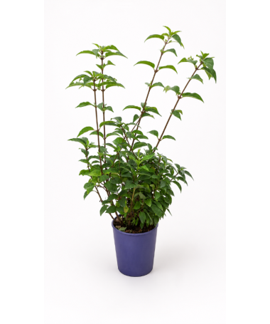 Lilas 'Minuet' C4