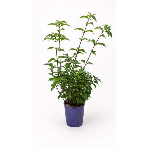 Lilas 'Minuet' C4
