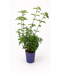 Lilas 'Minuet' C4