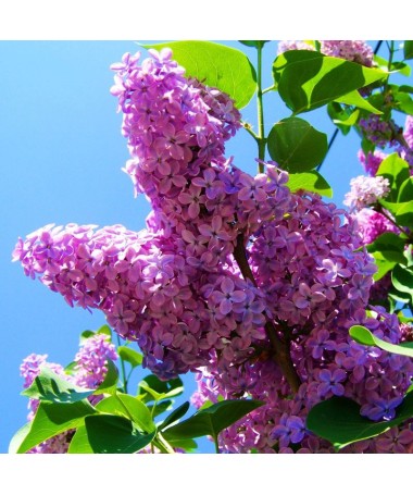 Lilas 'Minuet' C4