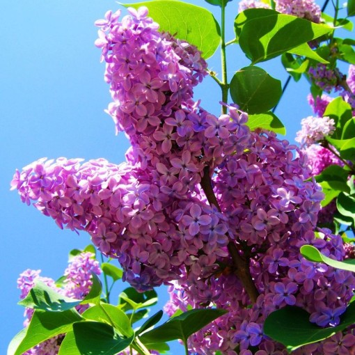 Lilas 'Minuet' C4