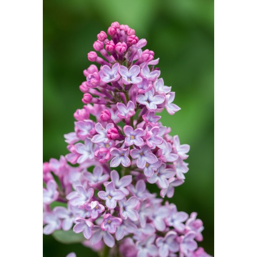Lilas 'Minuet' C4