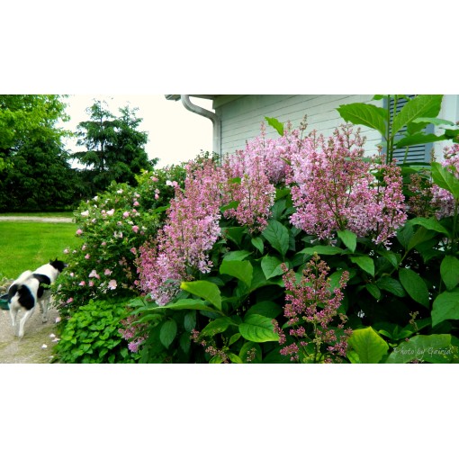Lilas 'Minuet' C4