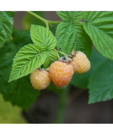 Framboise jaune 'Allgold' P9/C1