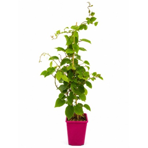 Kiwi Actinidia deliciosa Jenny AUTOFERTILE C6