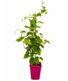 Kiwi Actinidia deliciosa Jenny AUTOFERTILE C6