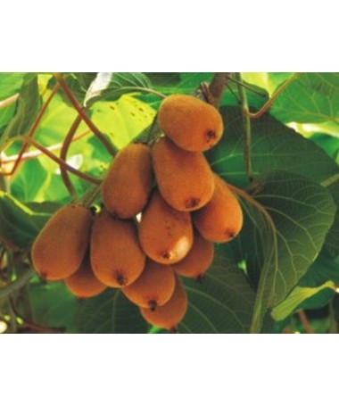 Kiwi Actinidia deliciosa Jenny AUTOFERTILE C6