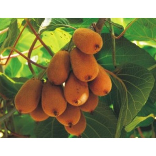 Kiwi Actinidia deliciosa Jenny AUTOFERTILE C6