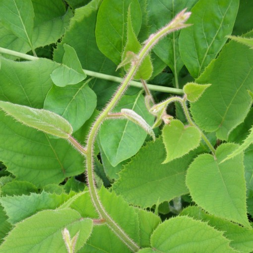 Kiwi Actinidia deliciosa Jenny AUTOFERTILE C6