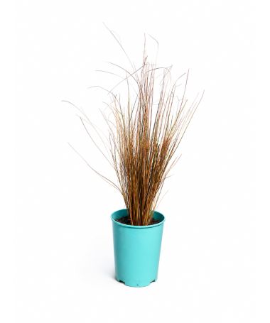 Laîche de Buchanan ‘Firefox’ pot C4
