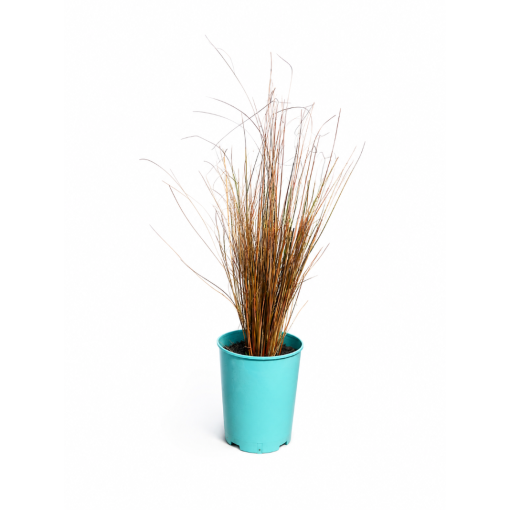 Laîche de Buchanan ‘Firefox’ pot C4