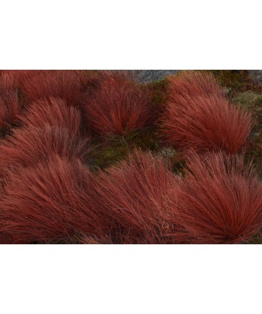 Laîche de Buchanan ‘Firefox’ pot C4