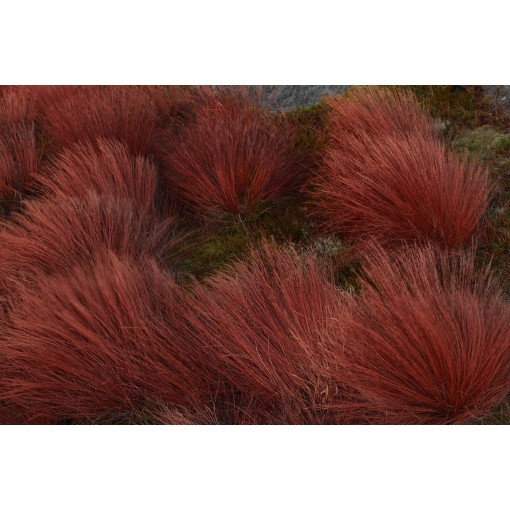 Laîche de Buchanan ‘Firefox’ pot C4
