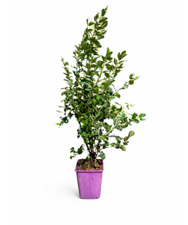 Cotonéaster rampant 6L pot