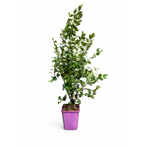 Cotonéaster rampant 6L pot