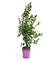 Cotonéaster rampant 6L pot