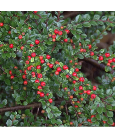 Cotonéaster rampant 6L pot