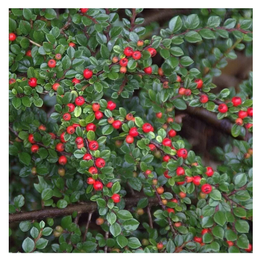 Cotonéaster rampant 6L pot