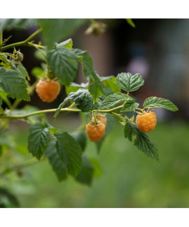 Framboise jaune 'Allgold' P9/C1