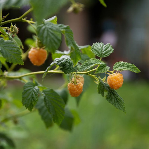 Framboise jaune 'Allgold' P9/C1