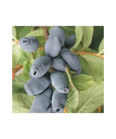 Camerisier WOJTEK 6L