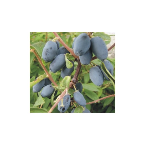 Camerisier WOJTEK 6L