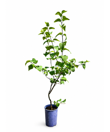 Lilas commun 'Nadezhda' en pot, 4L
