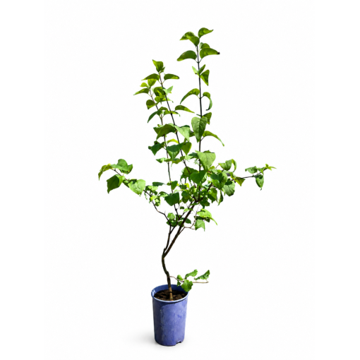 Lilas commun 'Nadezhda' en pot, 4L