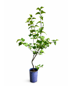 Lilas commun 'Nadezhda' en pot, 4L