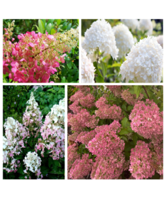 Ensemble de 5 pièces - Hortensias paniculés en pots P9/C1