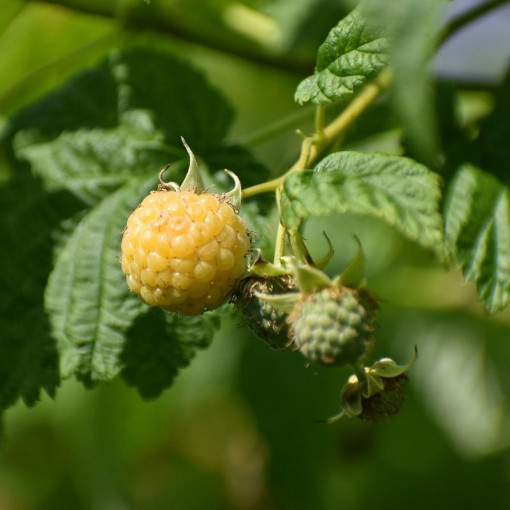 Framboise jaune 'Allgold' P9/C1