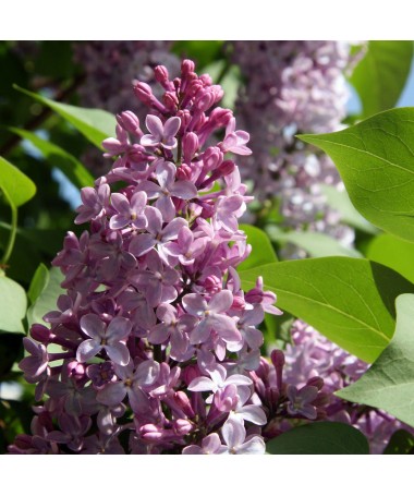 Lilas commun 'Nadezhda' en pot, 4L