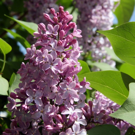 Lilas commun 'Nadezhda' en pot, 4L