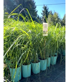 Herbe aux écouvillons japonaise ‘Black Beauty’ C4