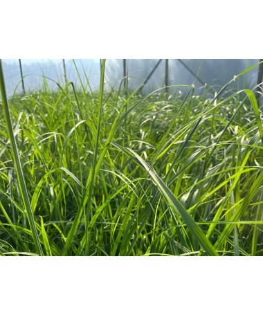 Herbe aux écouvillons japonaise ‘Black Beauty’ C4