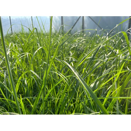 Herbe aux écouvillons japonaise ‘Black Beauty’ C4