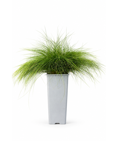 Fétuque 'Walberla' C2
