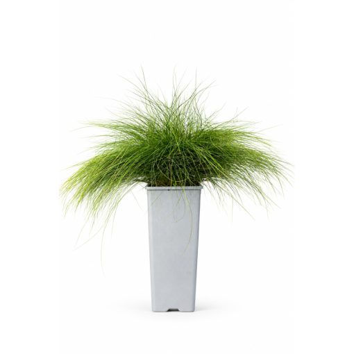 Fétuque 'Walberla' C2
