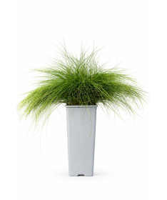 Fétuque 'Walberla' C2