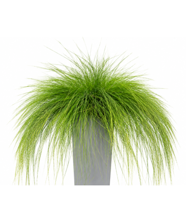 Fétuque 'Walberla' C2